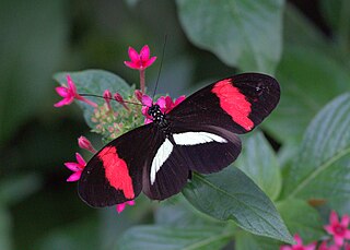 <i>Heliconius erato</i> Species of butterfly
