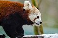 Red Panda (15745215933).jpg
