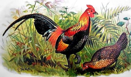 Two red junglefowl, a cock and a hen