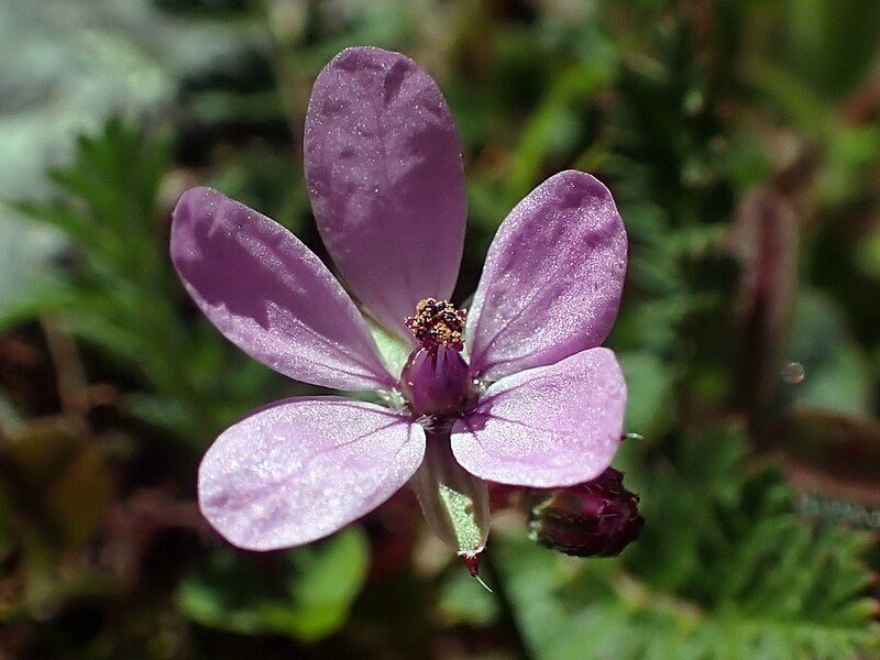 File:Redstem Storksbill (Erodium cicutarium).jpg