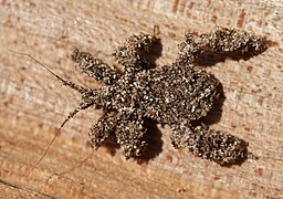 Masked hunter bug nymph camouflaged with sand grains