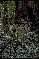 Redwood National Park REDW9341.jpg