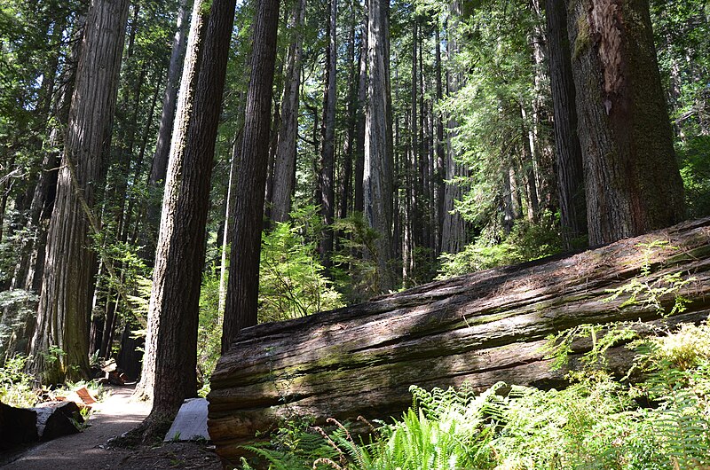 File:Redwoods in Humboldt - panoramio (10).jpg