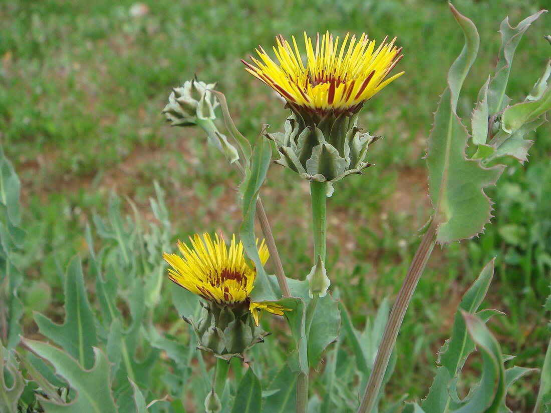 Reichardia gaditana