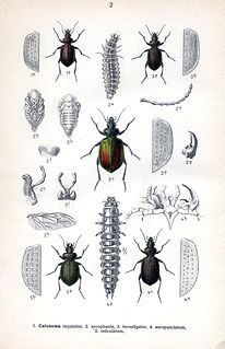 Die Puppenräuber (Calosoma) s