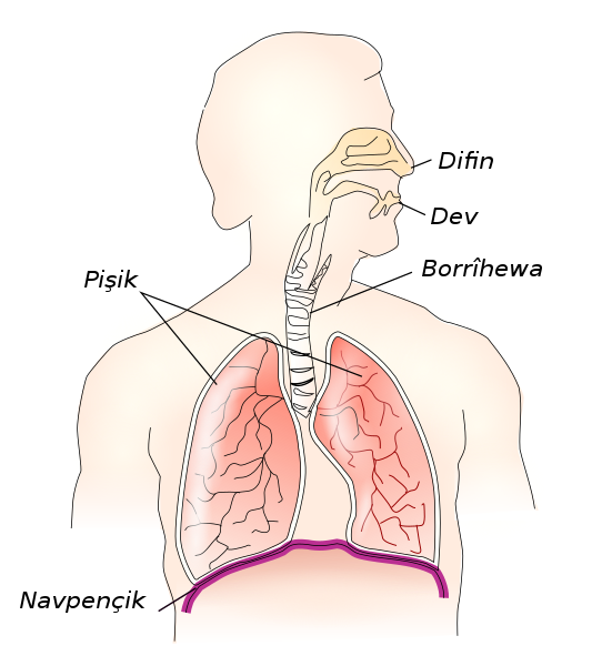 File:Respiratory system ku.svg