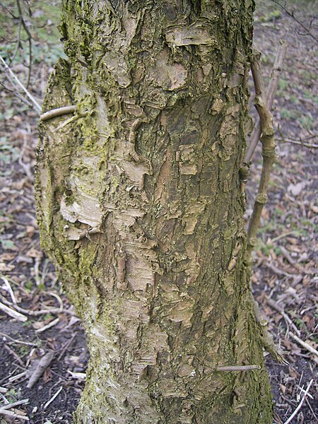 File:Rhamnus cathartica R0015175.jpg