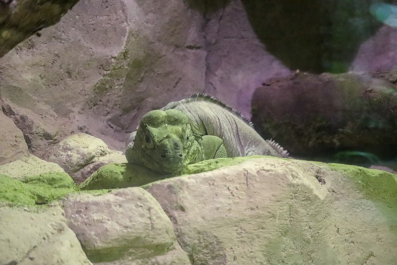 File:Rhinoceros Iguana (Cyclura cornuta) (CWPG).jpg