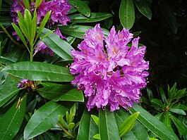 Rhododendron ponticum.