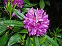 Rhododendron-by-eiffel-public-domain-20040617.jpg