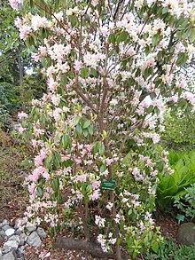 Rhododendron concinnum - Botanická zahrada Kodanské univerzity - DSC07449.JPG