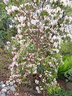 <i>Rhododendron concinnum</i>