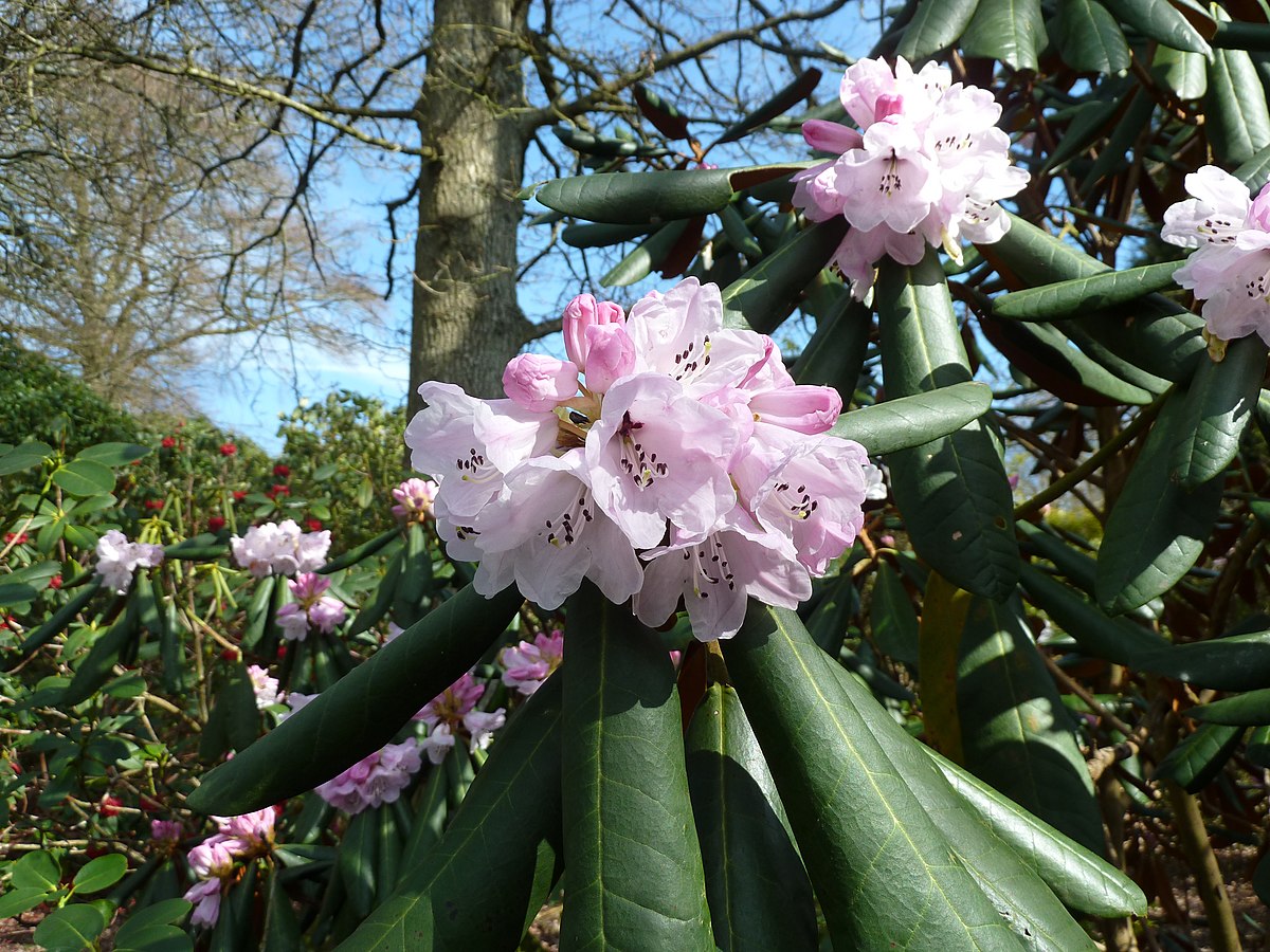 Rhododendron fortunei