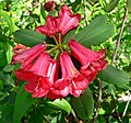 Rhododendron neriiflorum