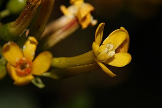 Ribes aureum