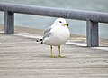 * Nomination Ring-Billed Gull --Fabian Roudra Baroi 01:26, 23 March 2023 (UTC) * Promotion  Support Good quality -- Johann Jaritz 03:11, 23 March 2023 (UTC)