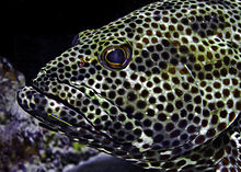 Rock hind in Bonaire