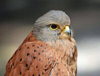 Kestrel, Rock Falco rupicolis