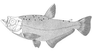 <i>Roestes</i> Genus of fishes