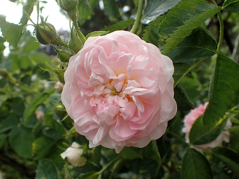 File:Rosa 'Maiden's Blush' kz02.jpg