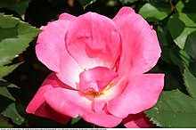 Rosa Knockout Pink 0zz.jpg