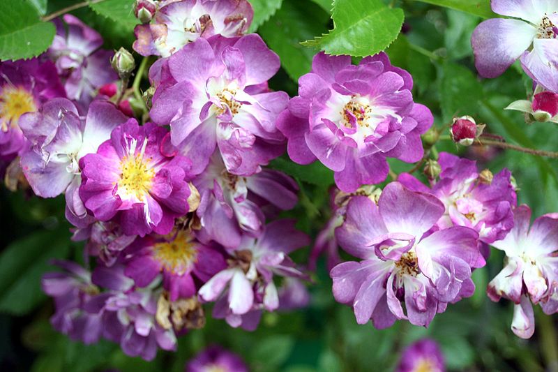 File:Rosa Veilchenblau - Giverny01.jpg