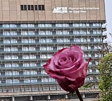 A rose on Roses Revolution Day 2023 in front of Vienna General Hospital Rose ViennaGeneralHospital.jpg