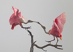 Roseate spoonbill courtship dance (6862200163).jpg