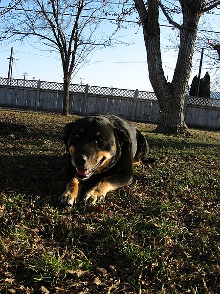 File:Rotweiller-German Shepherd.JPG