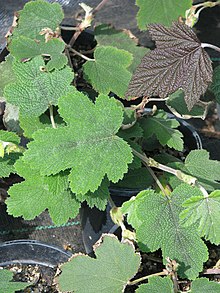 Rubus formosensis (13900499543).jpg