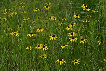 Rudbeckia missouriensis.jpg