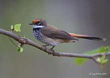 Rufous Fantail.jpg