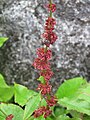 90px-Rumex_nepalensis_-_Nepal_Dock_on_way_from_Gangria_to_Valley_of_Flowers_National_Park_-_during_LGFC_-_VOF_2019_%283%29.jpg