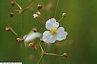 Sagittaria lancifolia