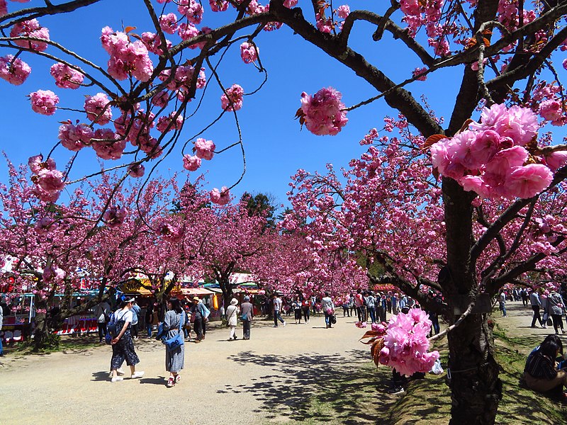 File:Sakura of Hirosaki Park 20190505.jpg