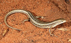 Descrizione dell'immagine di Saltbush Skink (Morethia adelaidensis) (9391150782) .jpg.