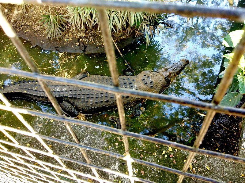 File:Saltwater crocodile at Wildlife Legazpi.jpg