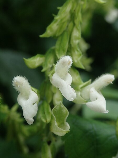 File:Salvia alba.jpg
