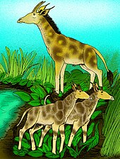 S. major and S. boissieri Samotherium species.jpg