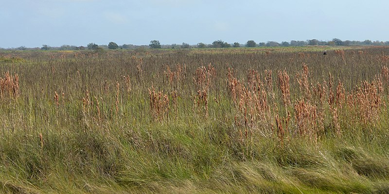 File:San Bernard National Wildlife Refuge, Brazoria County, Texas, USA (12 December 2016).jpg