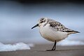 * Nomination Sanderling (calidris alba) --Stephan Sprinz 11:44, 20 November 2023 (UTC) * Promotion  Support Good quality. --Alexis Lours 14:54, 20 November 2023 (UTC)