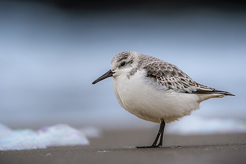 A sanderling (calidris alba) searching for food at the beach of Westkapelle (Netherlands).