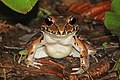 Savage's thin-toed frog (Leptodactylus savagei) 2.jpg