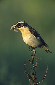 Saxicola rubetra 2 tom (Marek Szczepanek).jpg