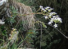 Saxifraga callosa