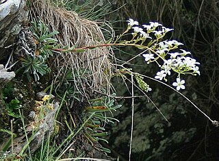 <i>Saxifraga callosa</i> Species of flowering plant