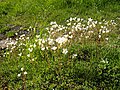 Saxifraga granulata (Pyrenees)