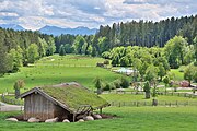 Deutsch: Schafe im Schatten ihres Stalls im Bergtierpark Blindham