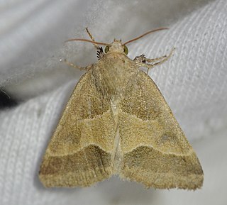 <i>Schinia gracilenta</i> Species of moth