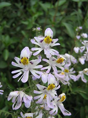 Schizanthus pinnatus.jpg